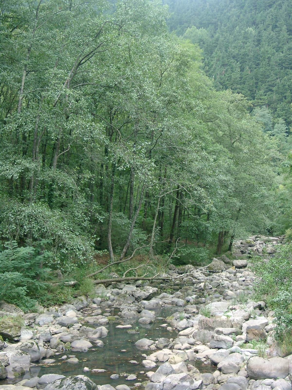 Evaluación de la biodiversidad estructural en bosques de ribera de la vertiente atlántica de la CAV y su relación con índices de conservación y estrategias de restauración