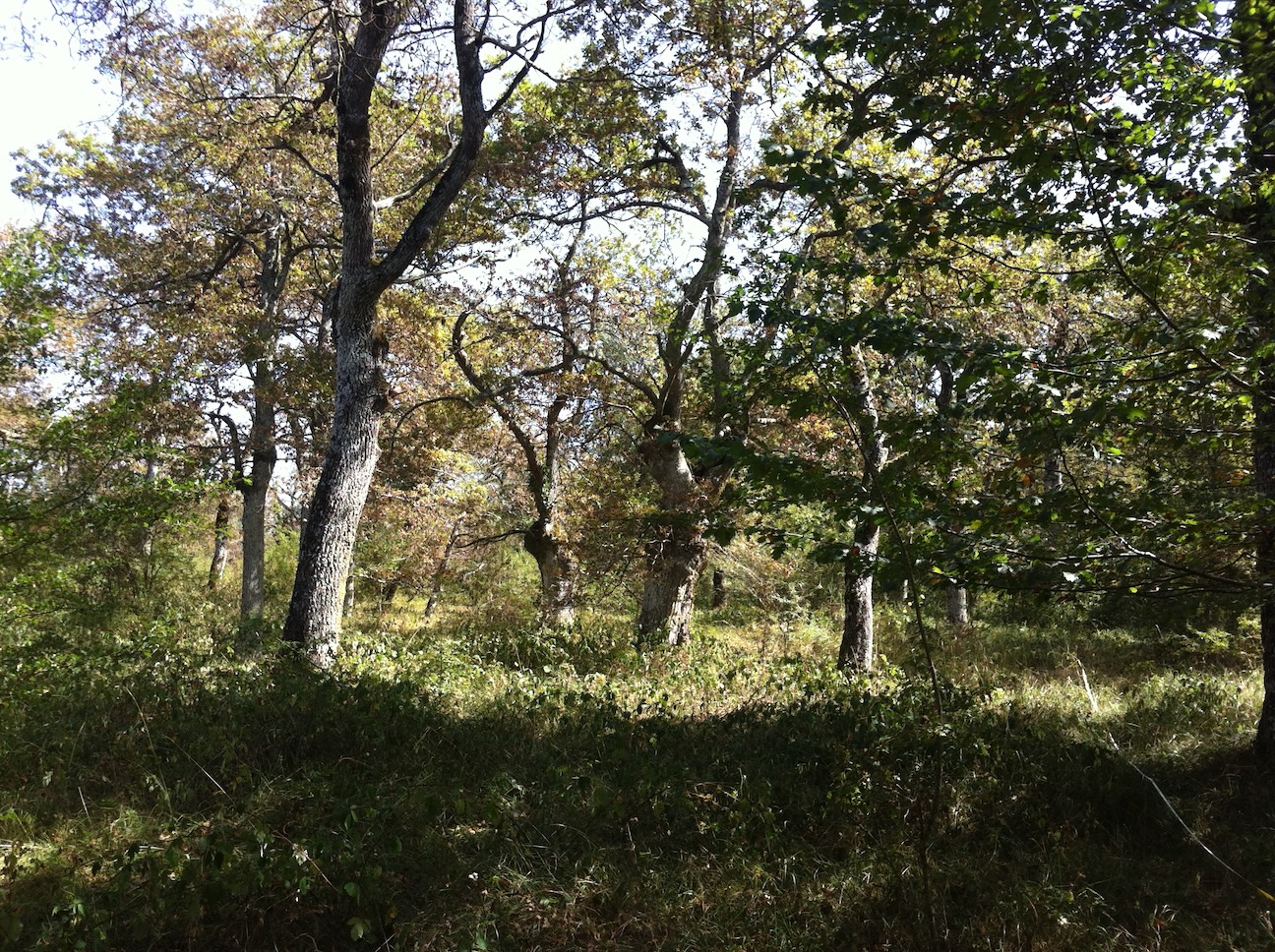 Integridad ecológica, diversidad estructural y patrones de regeneración en robledales seminaturales de la CAPV. Análisis de su contribución a la biodiversidad y de sus necesidades de conservación