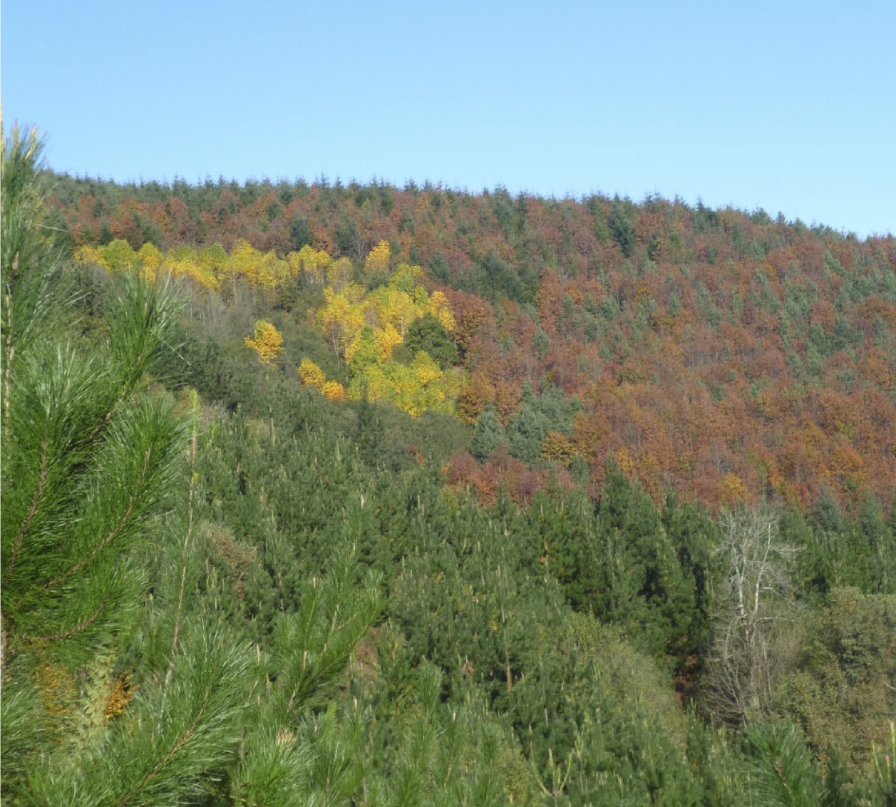 Diagnóstico de los Sistemas Forestales de Busturia
