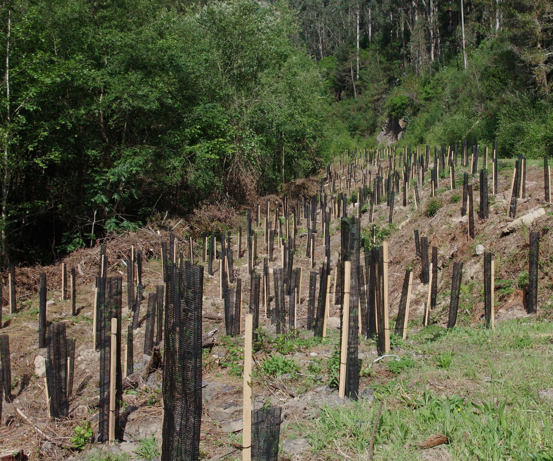 Redacción y seguimiento de proyecto de restauración de bosques de ribera en la ZEC Red Fluvial de Urdaibai