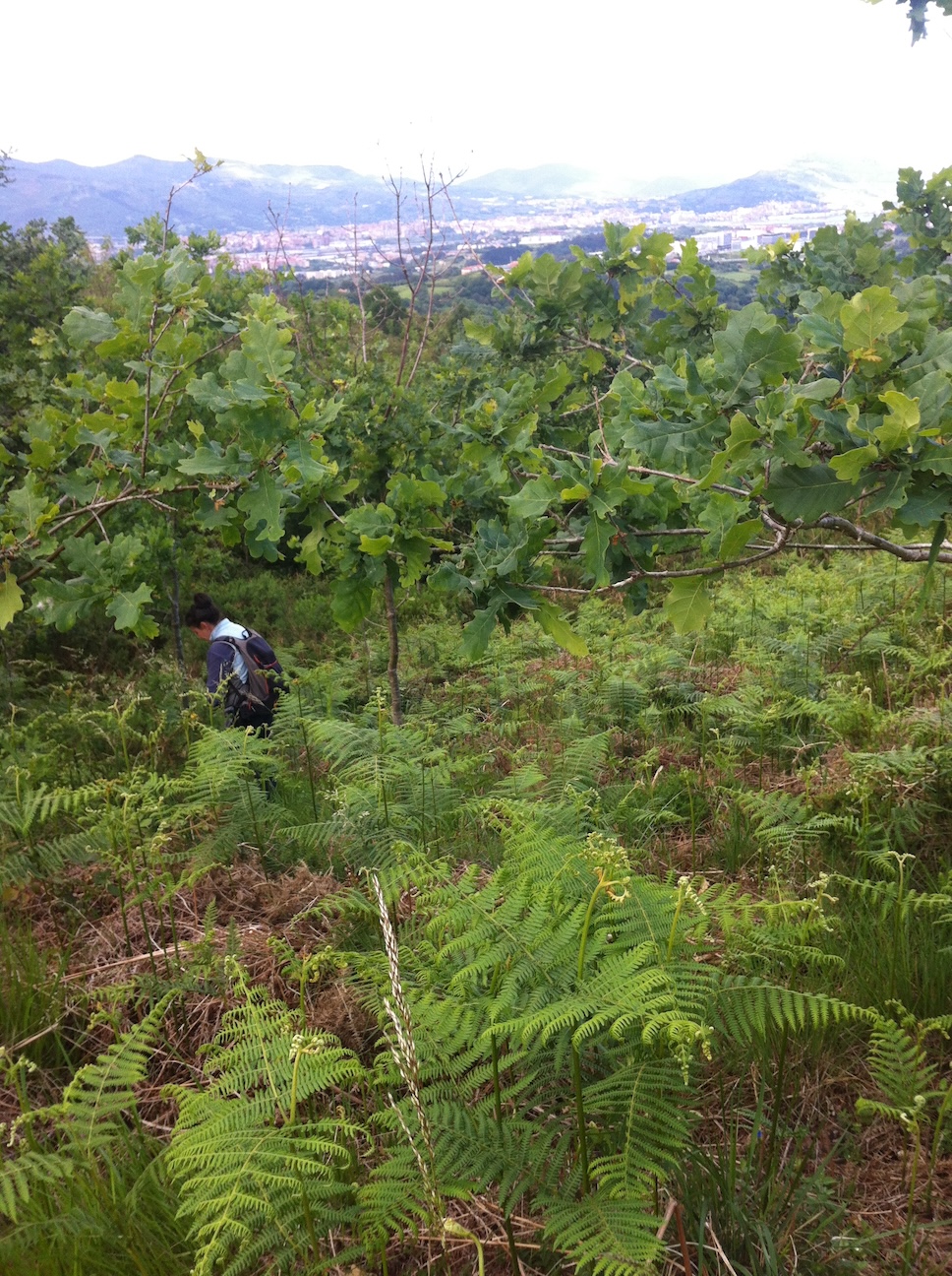 Redacción de Plan Técnico de Gestión Forestal Sostenible de los Montes de Erandio