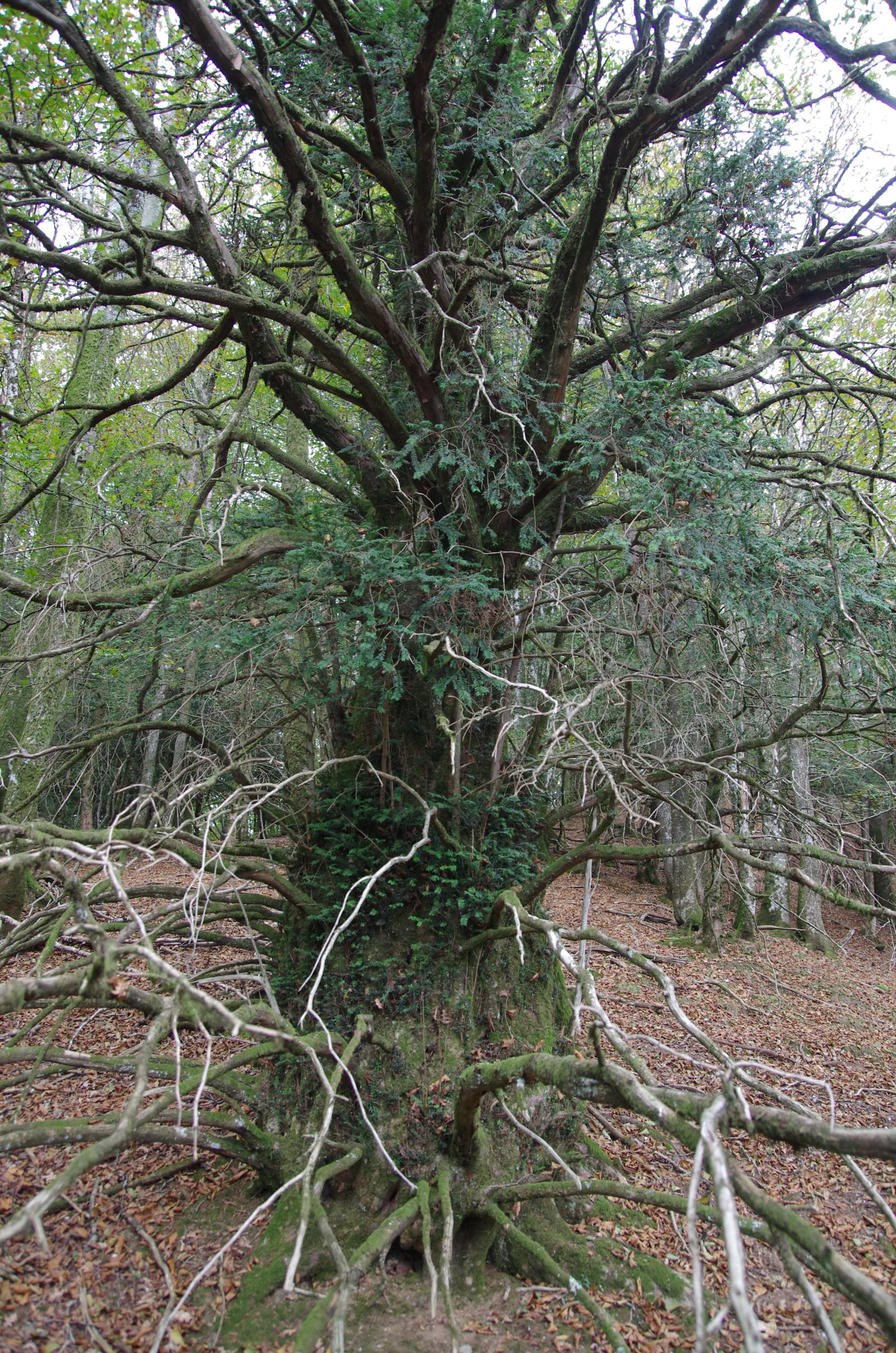 Diagnóstico y plan de actuaciones para dos poblaciones de tejo (Taxus baccata) en Artikutza