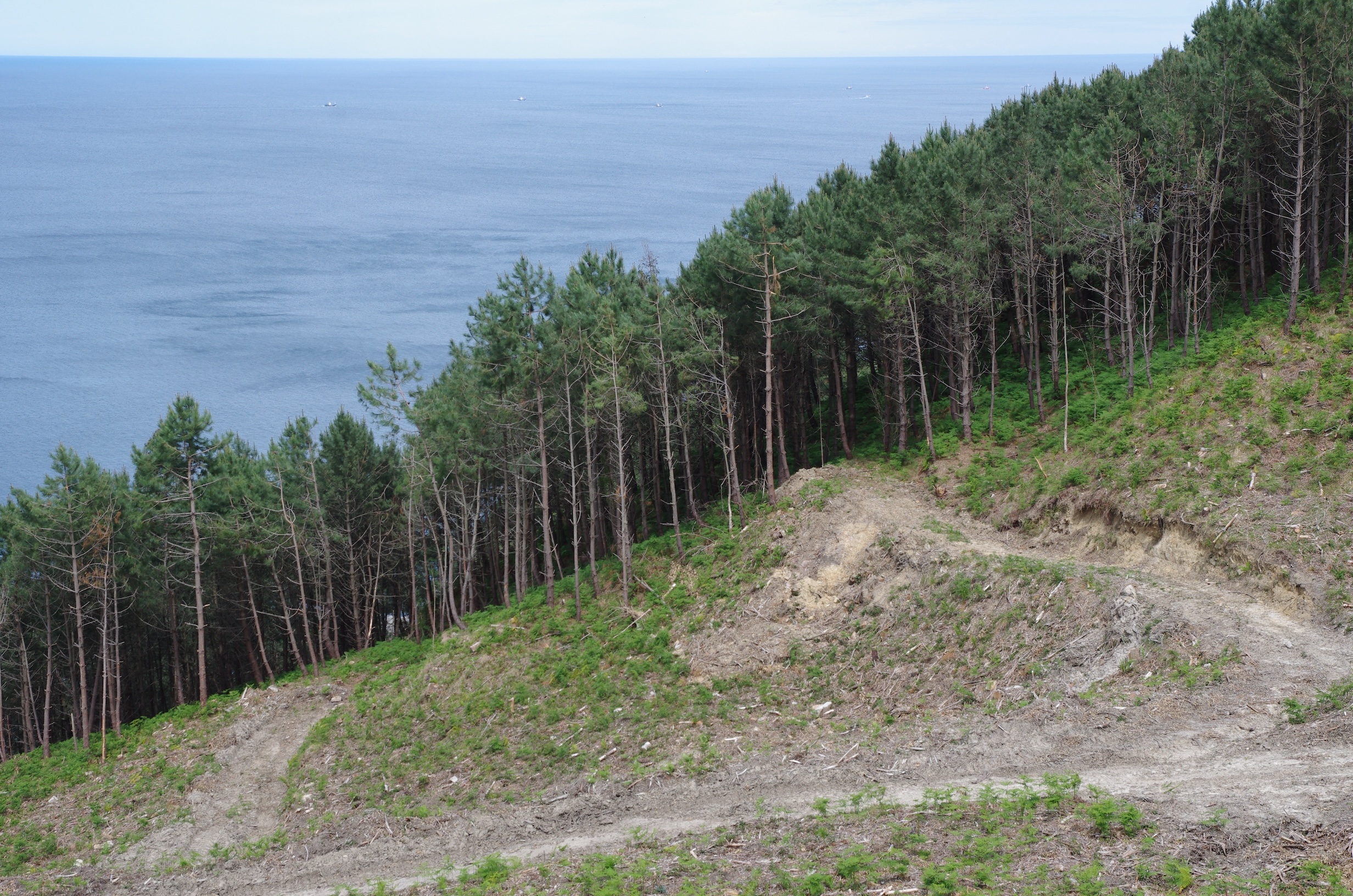 Redacción del Plan de Ordenación de Montes del MUP nº 46 de Bakio