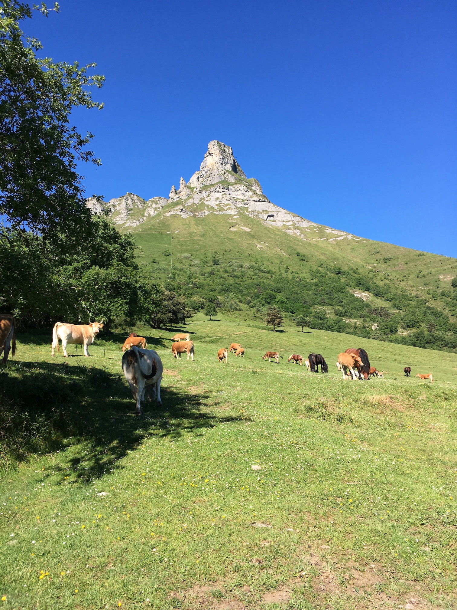 Plan de Ordenación de los Montes de Utilidad Pública de Urduña/Orduña