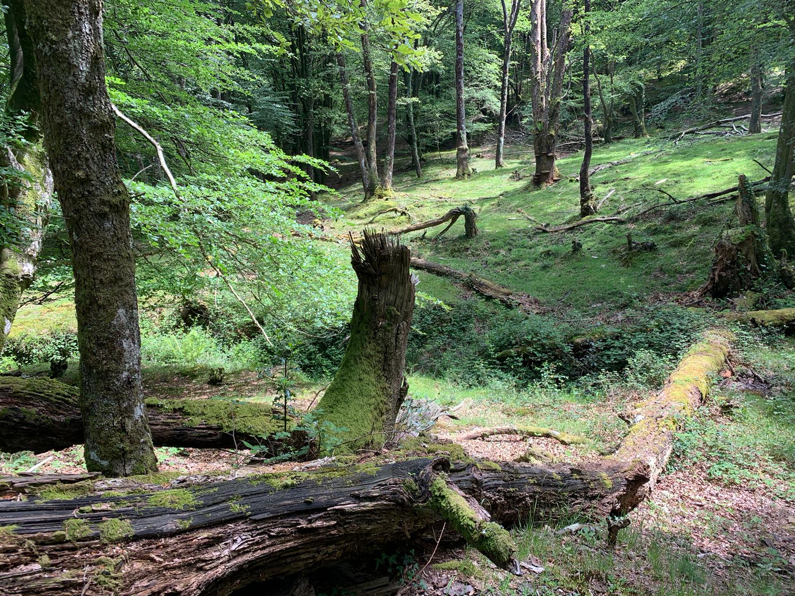 Estado de conservación, dinámica natural y diversidad estructural de los hábitats forestales de la ZEC Armañón