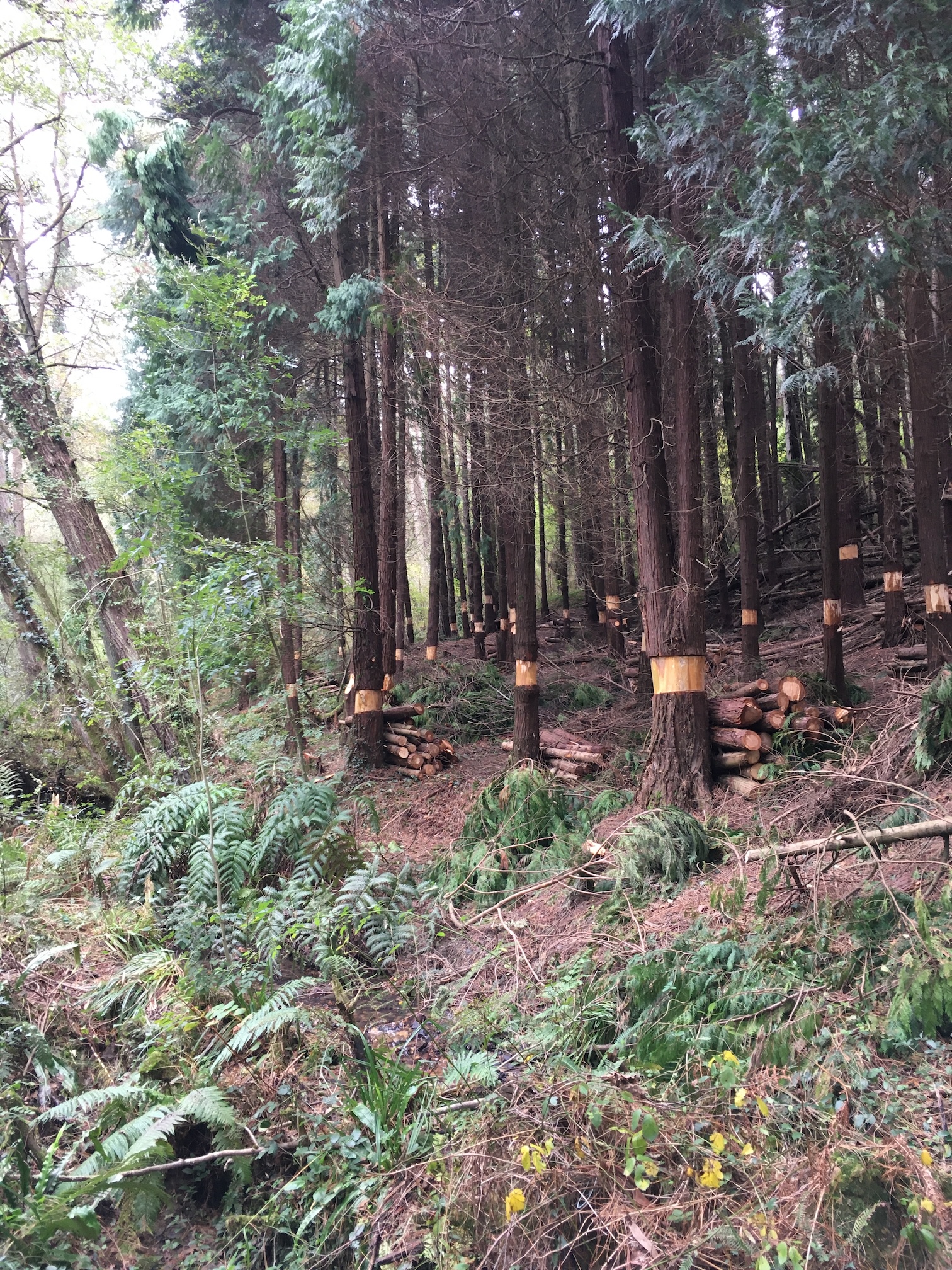 Redacción y seguimiento de proyecto de restauración de bosque de ribera y hábitat de Woodwardia radicans en arroyo Askaiturri de Erandio