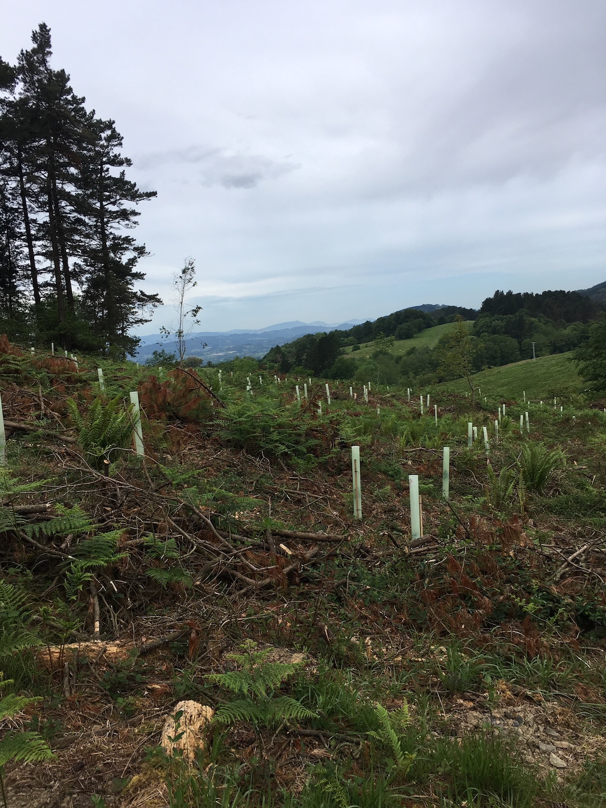 Plan Técnico de Gestión Forestal Sostenible Simplificado de los Montes Públicos del Ayuntamiento de Errigoiti