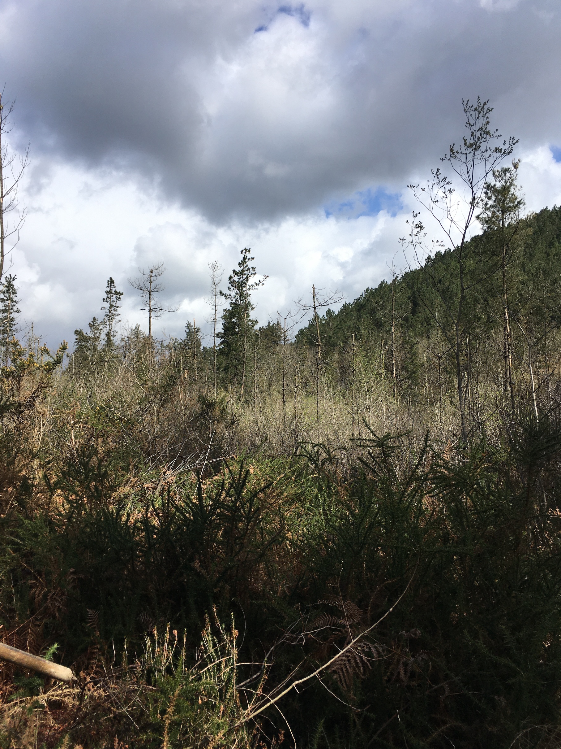 Redacción y seguimiento del Proyecto “Restauración de la capacidad de absorción de CO2 de suelos forestales degradados