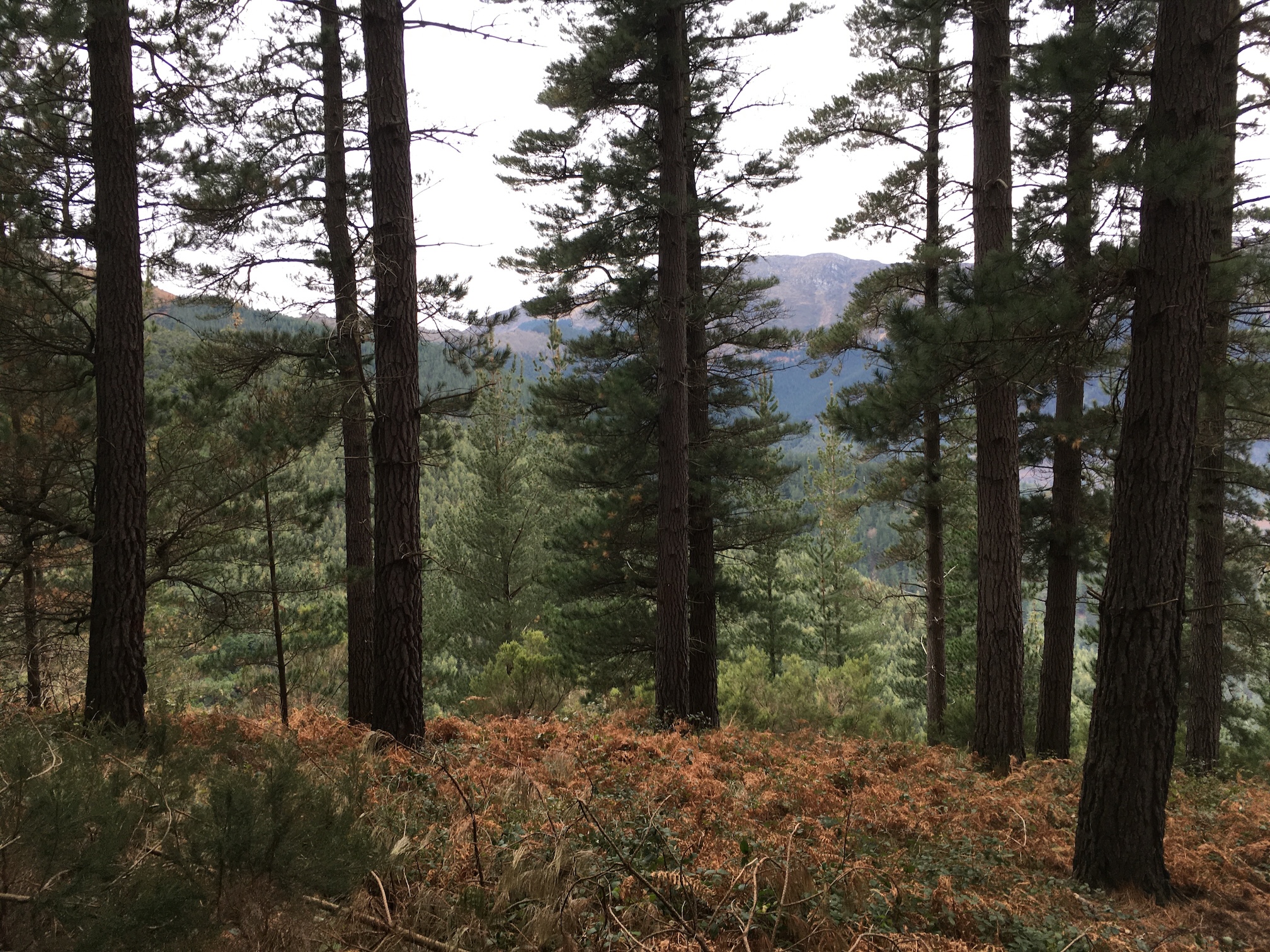 Plan Técnico de Gestión Forestal Sostenible. Montes del Ayuntamiento de Arrankudiaga – Zollo