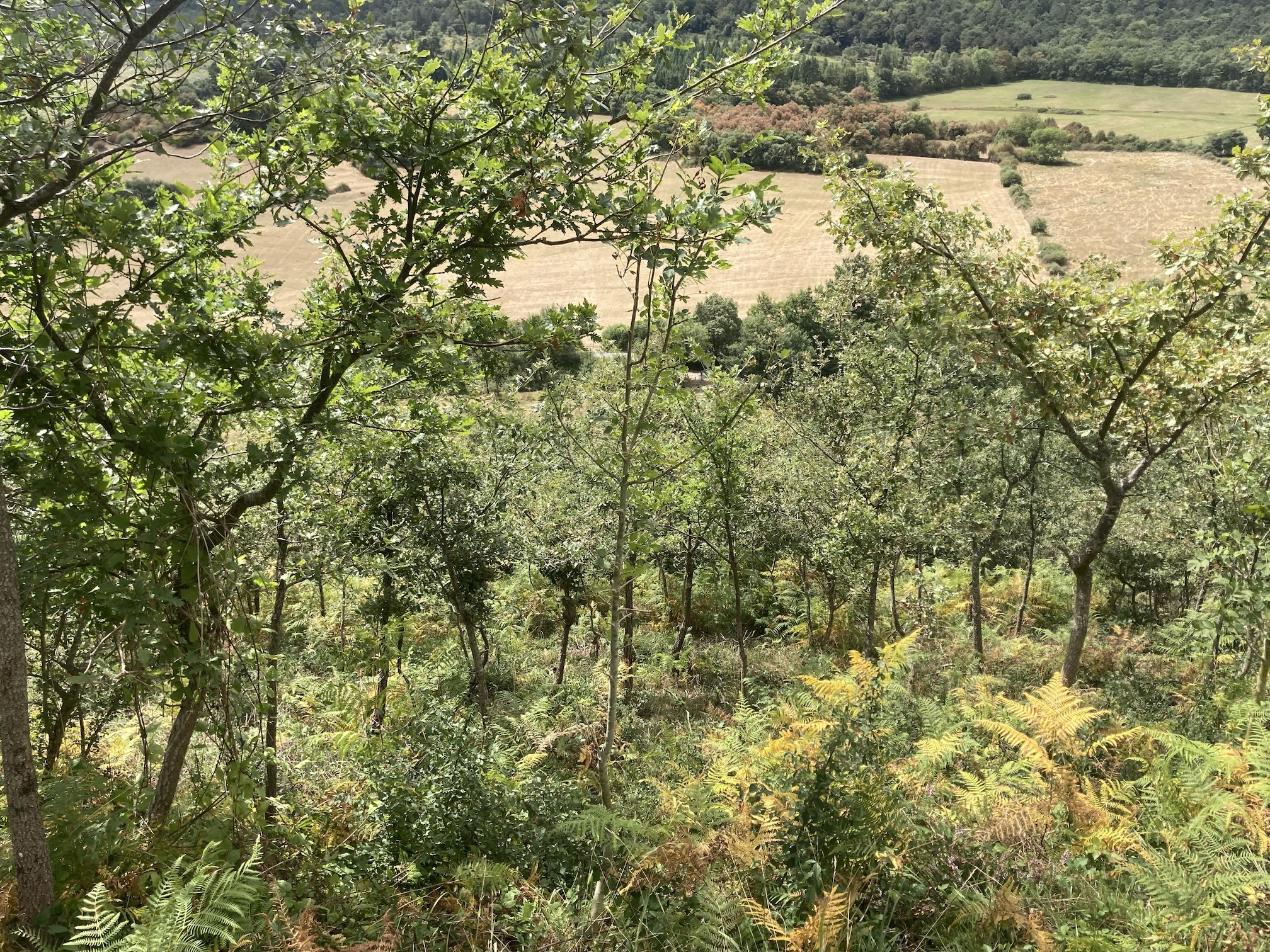 Colaboración en proyecto: “Bosque resiliente” Cocreación de un paisaje en mosaico para la disminución del riesgo de incendios en el Monte de Utilidad Pública de Orduña