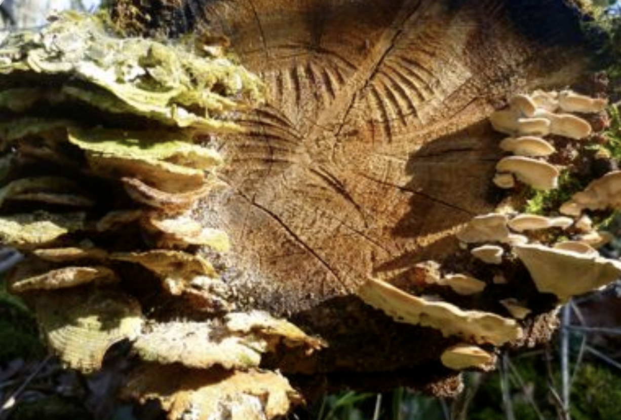 Madera muerta en el robledal de Jaro Pardío