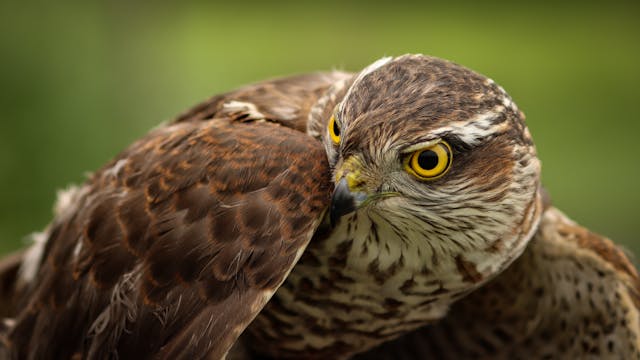 Evaluación de la disponibilidad de hábitat para especies amenazadas de flora y fauna en los principales sistemas forestales del Parque Natural de Gorbea