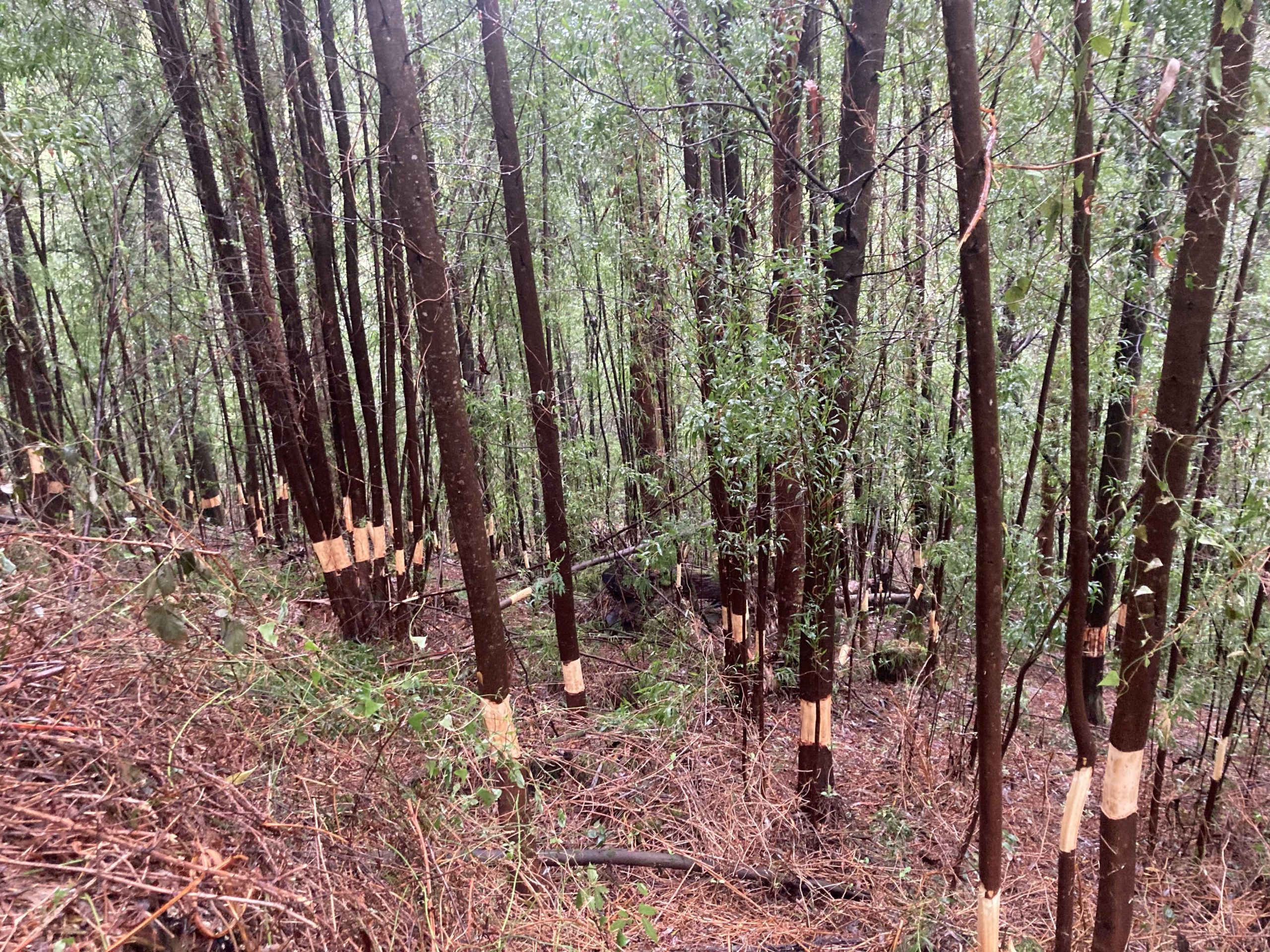 Control de plantas invasoras, recuperación de bosque mixto y mejora del hábitat de ribera para especies catalogadas: Mustela lutreola, Woodwuardia radicans y Rana ibérica