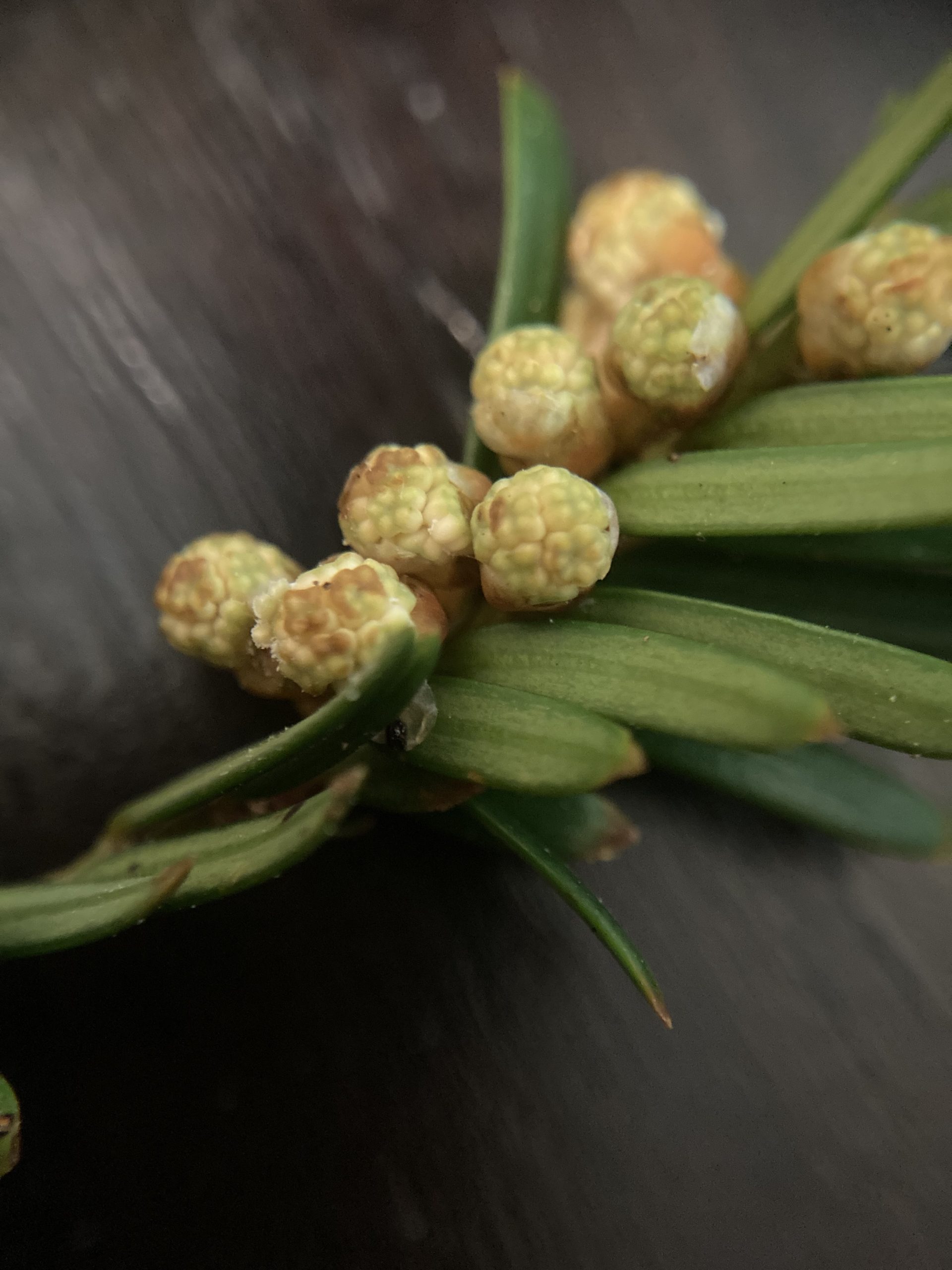 Respuesta de dos poblaciones de tejo (Taxus baccata) a las actuaciones de conservación en P.N. de Artikutza